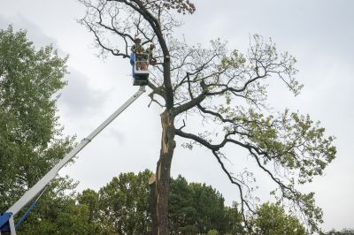 Tree Transplanting Service