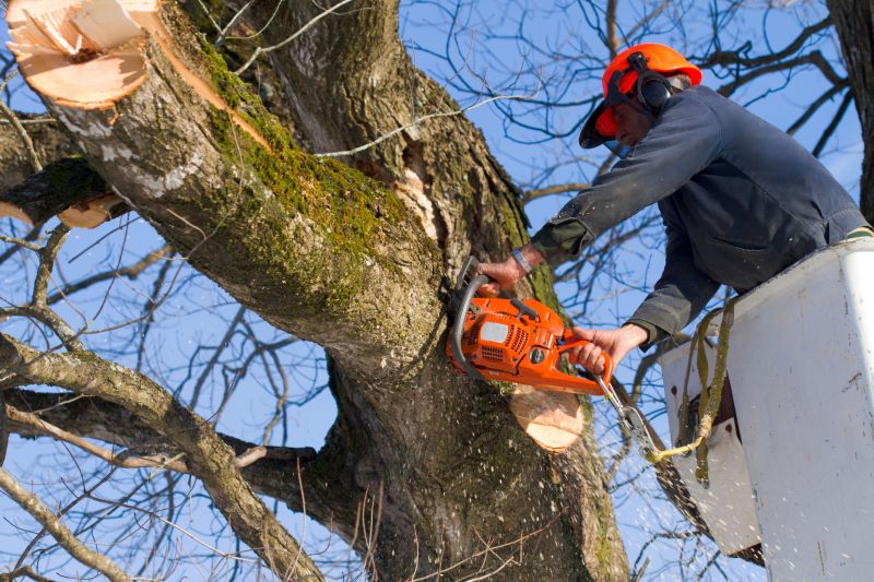 Apple Tree Removal in Montgomery County, PA