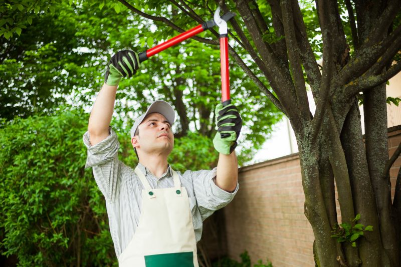Tree Transplanting Service