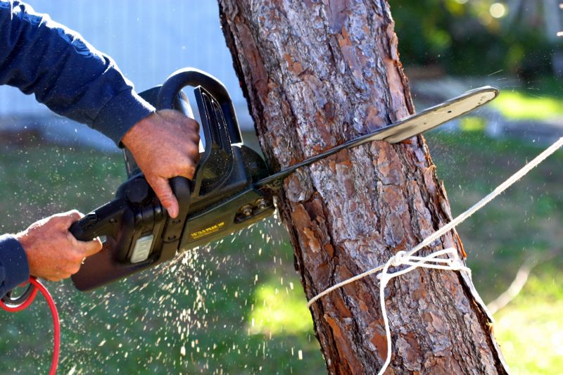 Fallen Tree Removal in Allentown, PA