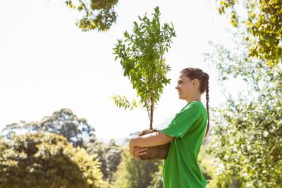 Tree Transplanting Service