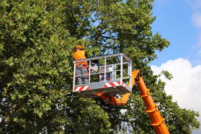 Urban Forestry Services
