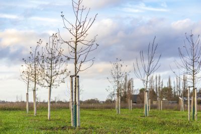 Preserving Mature Trees